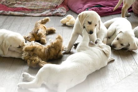 Best Dog Movies